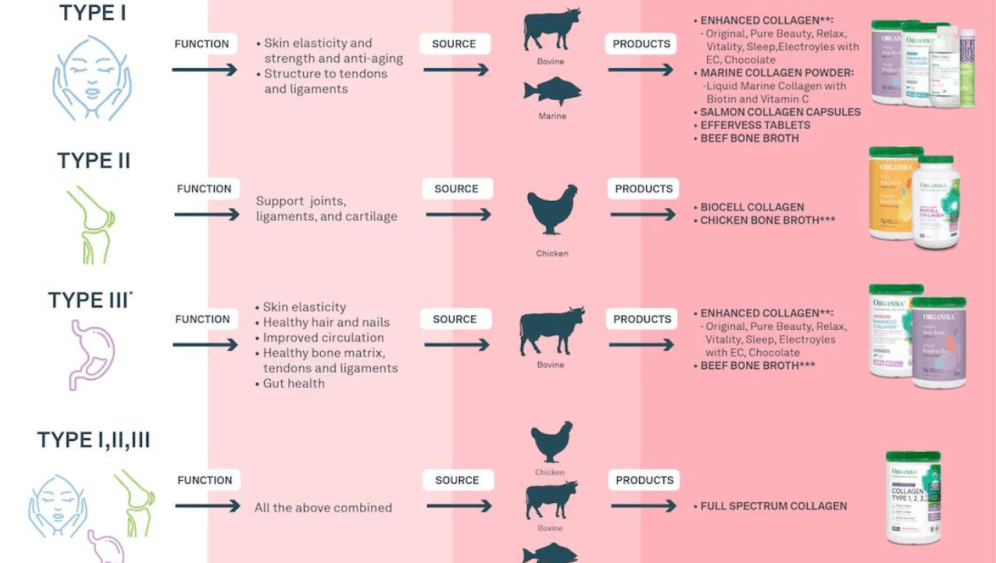 Types of Collagen