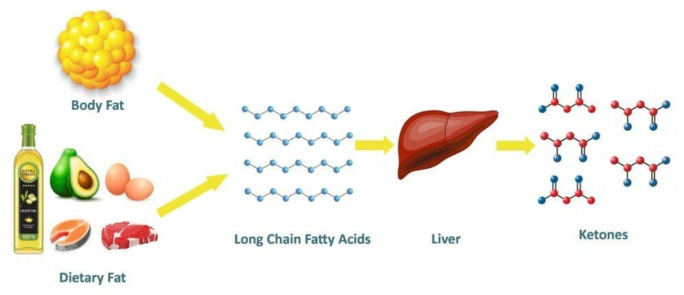 Fat Into Ketones