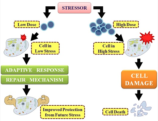 Hormesis Process